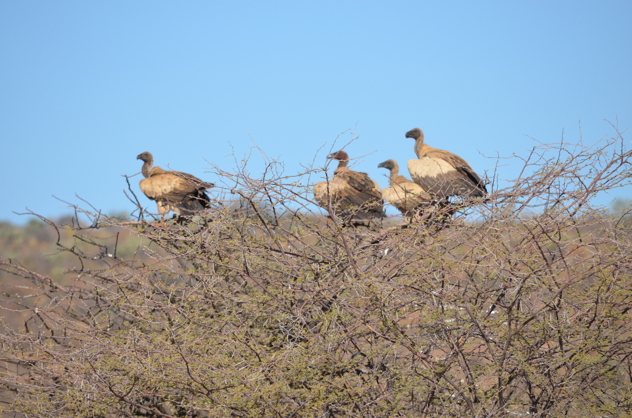 [5041] 2016_06_23_06_08_15_Africa_NIKON_D5100_IMG__04673.jpg