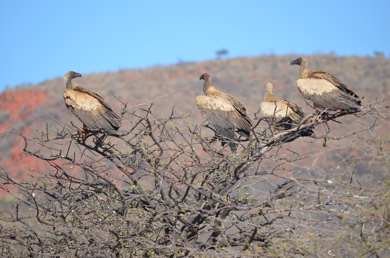 [5045] 2016_06_23_06_11_36_Africa_NIKON_D5100_IMG__04675.jpg