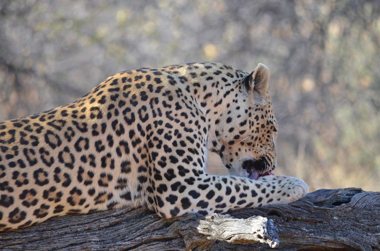 [5056] 2016_06_23_06_29_46_Africa_NIKON_D5100_IMG__00059.jpg