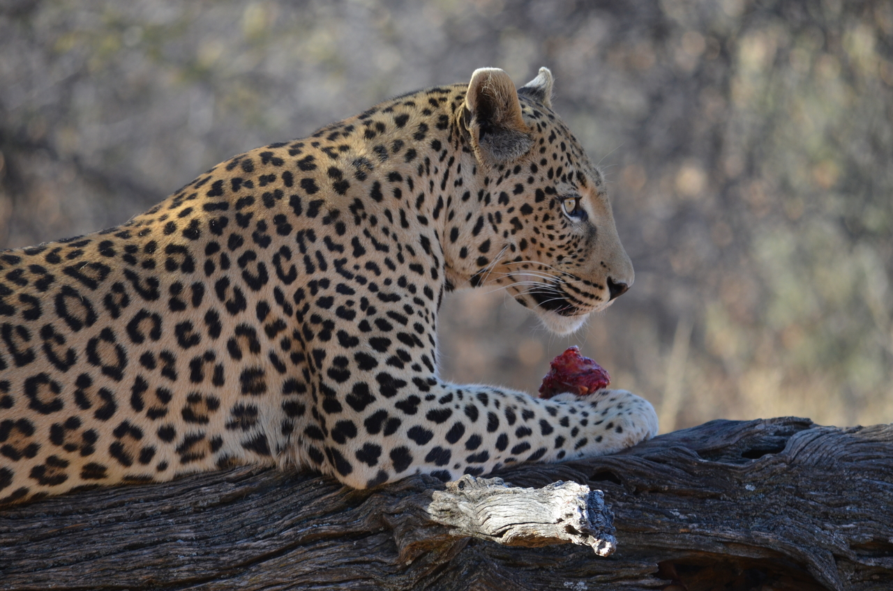 [5058] 2016_06_23_06_30_15_Africa_NIKON_D5100_IMG__00060.jpg