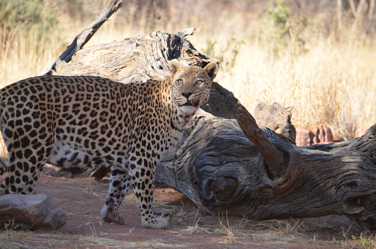 [5062] 2016_06_23_06_35_08_Africa_NIKON_D5100_IMG__00062.jpg