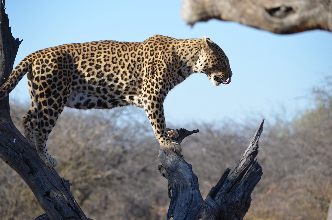 [5064] 2016_06_23_06_35_38_Africa_NIKON_D5100_IMG__00063.jpg