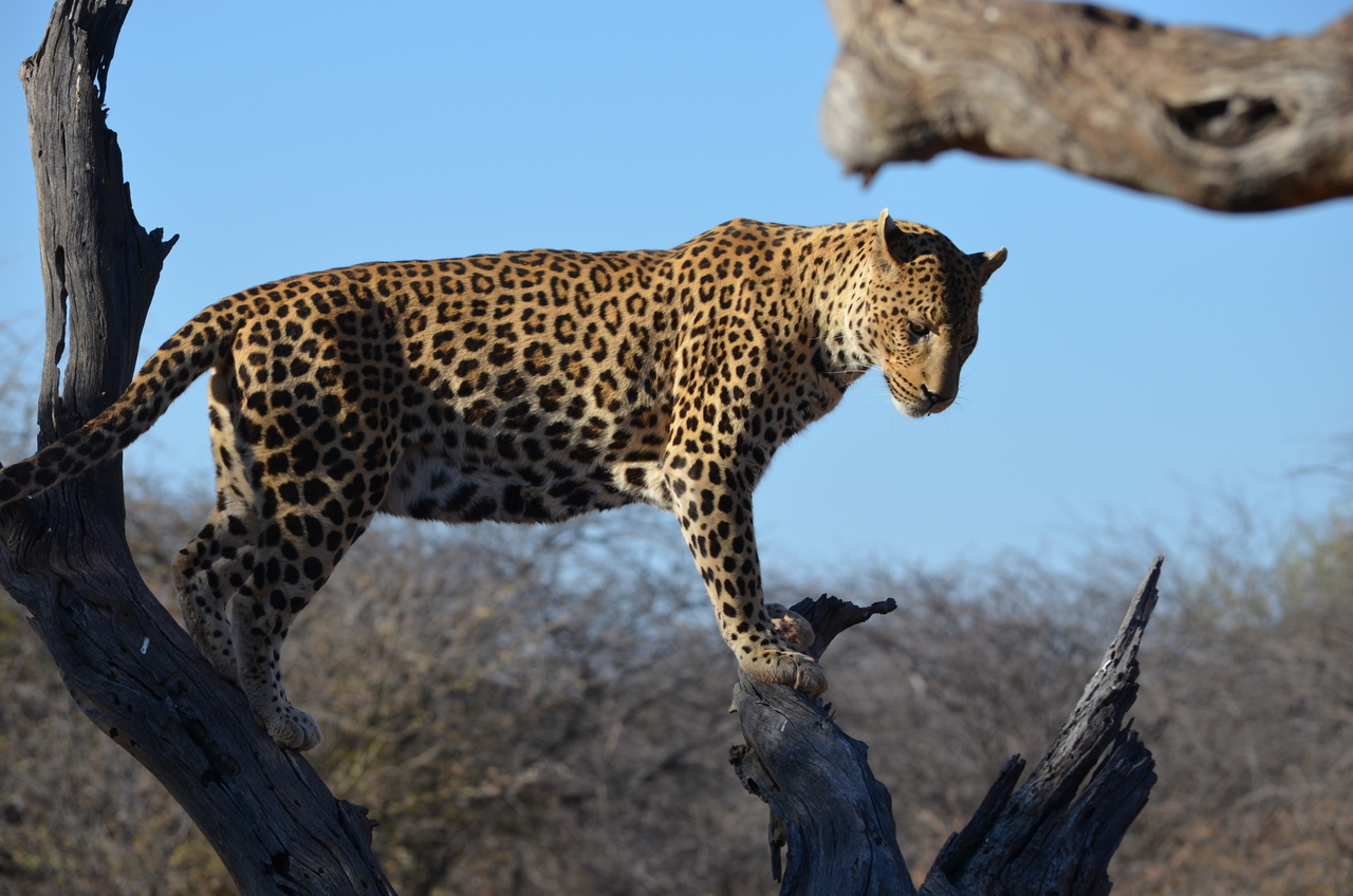 [5066] 2016_06_23_06_35_39_Africa_NIKON_D5100_IMG__00064.jpg