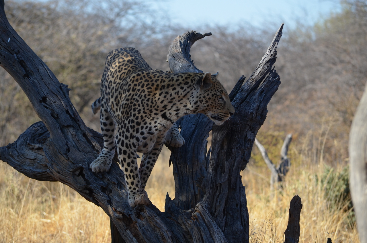 [5070] 2016_06_23_06_35_50_Africa_NIKON_D5100_IMG__00066.jpg