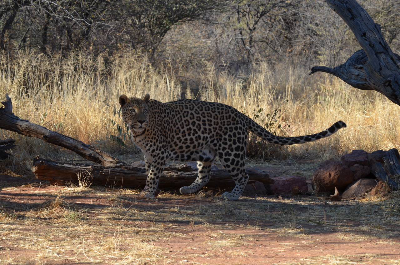 [5072] 2016_06_23_06_36_02_Africa_NIKON_D5100_IMG__00067.jpg