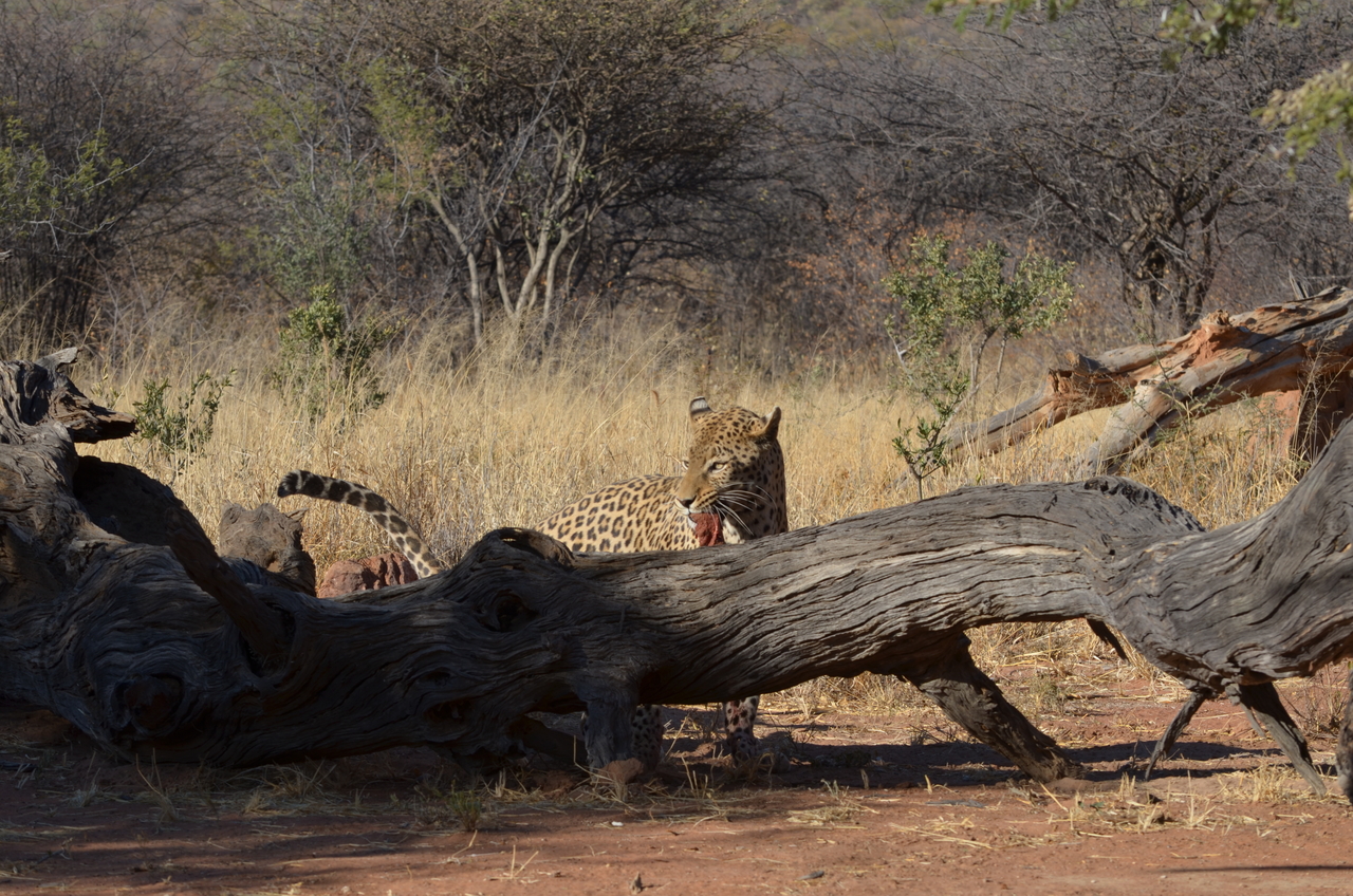 [5080] 2016_06_23_06_36_54_Africa_NIKON_D5100_IMG__00071.jpg