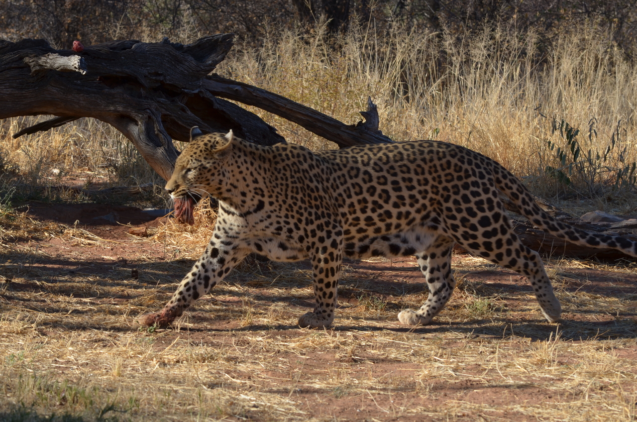 [5082] 2016_06_23_06_37_06_Africa_NIKON_D5100_IMG__00072.jpg