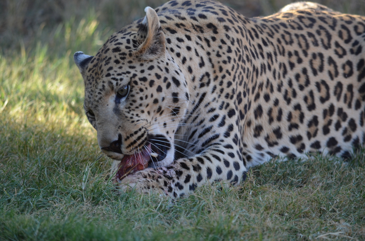 [5085] 2016_06_23_06_37_20_Africa_NIKON_D5100_IMG__04695.jpg