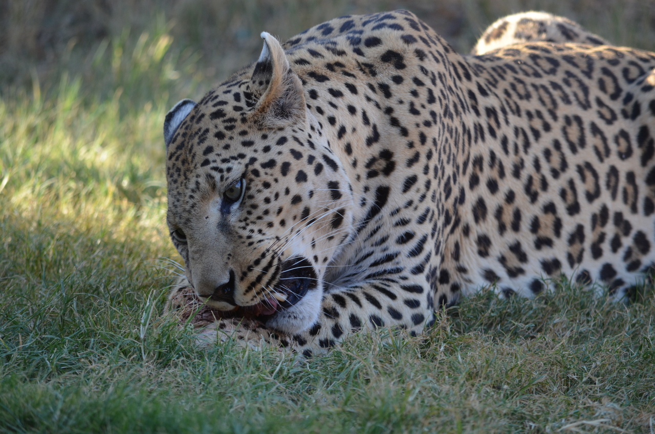 [5088] 2016_06_23_06_37_29_Africa_NIKON_D5100_IMG__00075.jpg