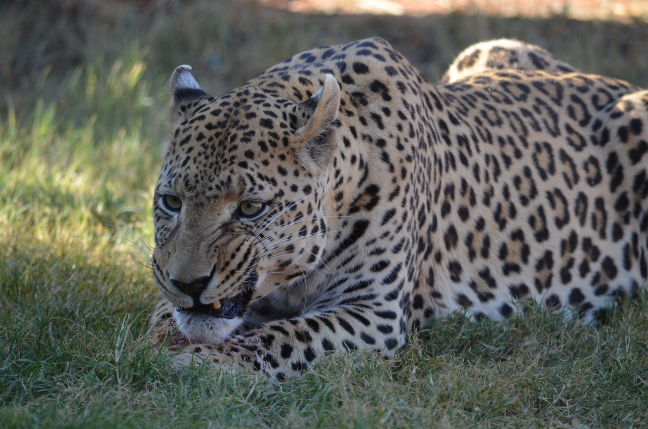 [5090] 2016_06_23_06_37_32_Africa_NIKON_D5100_IMG__00076.jpg