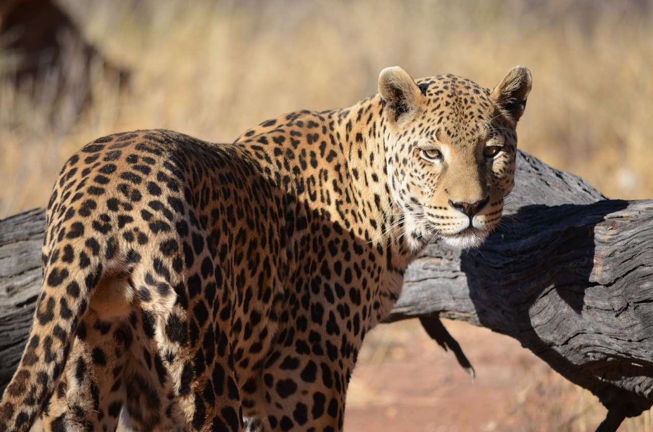 [5098] 2016_06_23_06_38_37_Africa_NIKON_D5100_IMG__00080.jpg