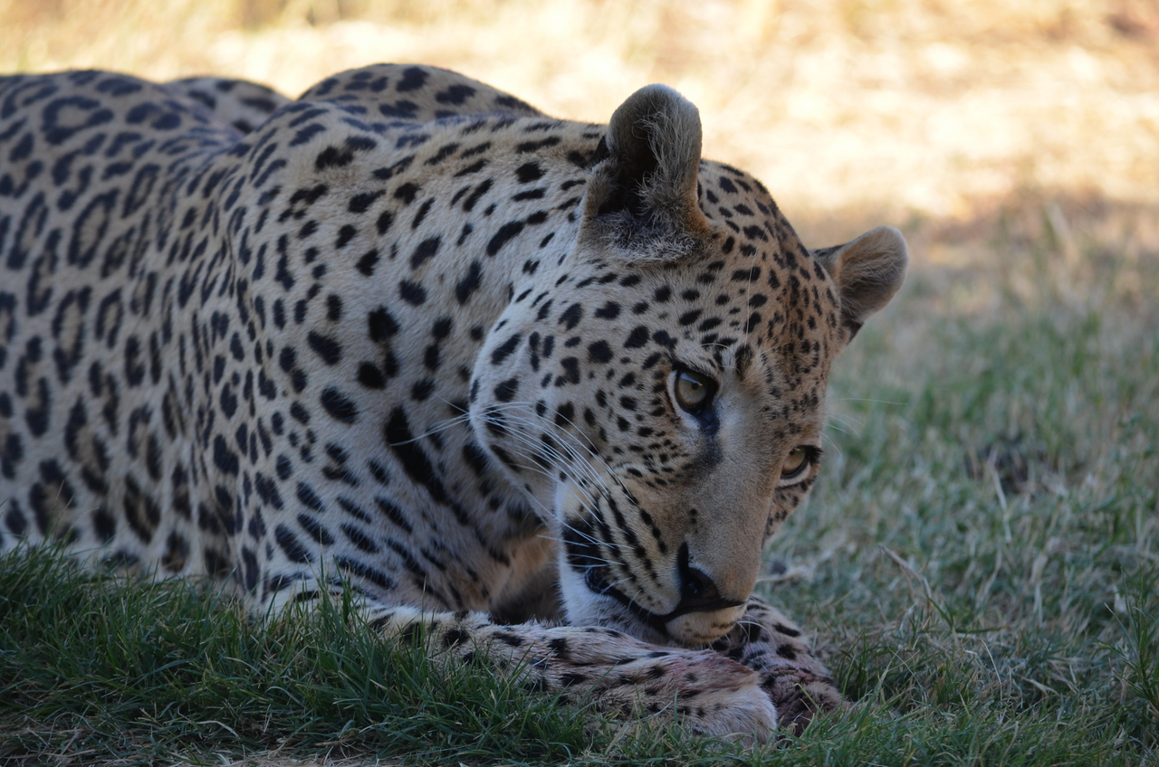 [5100] 2016_06_23_06_40_19_Africa_NIKON_D5100_IMG__00081.jpg