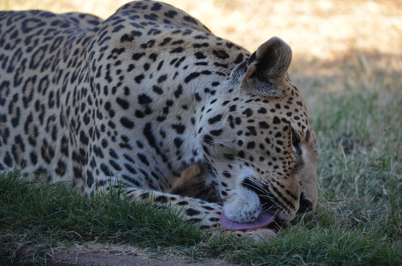 [5104] 2016_06_23_06_40_26_Africa_NIKON_D5100_IMG__00083.jpg