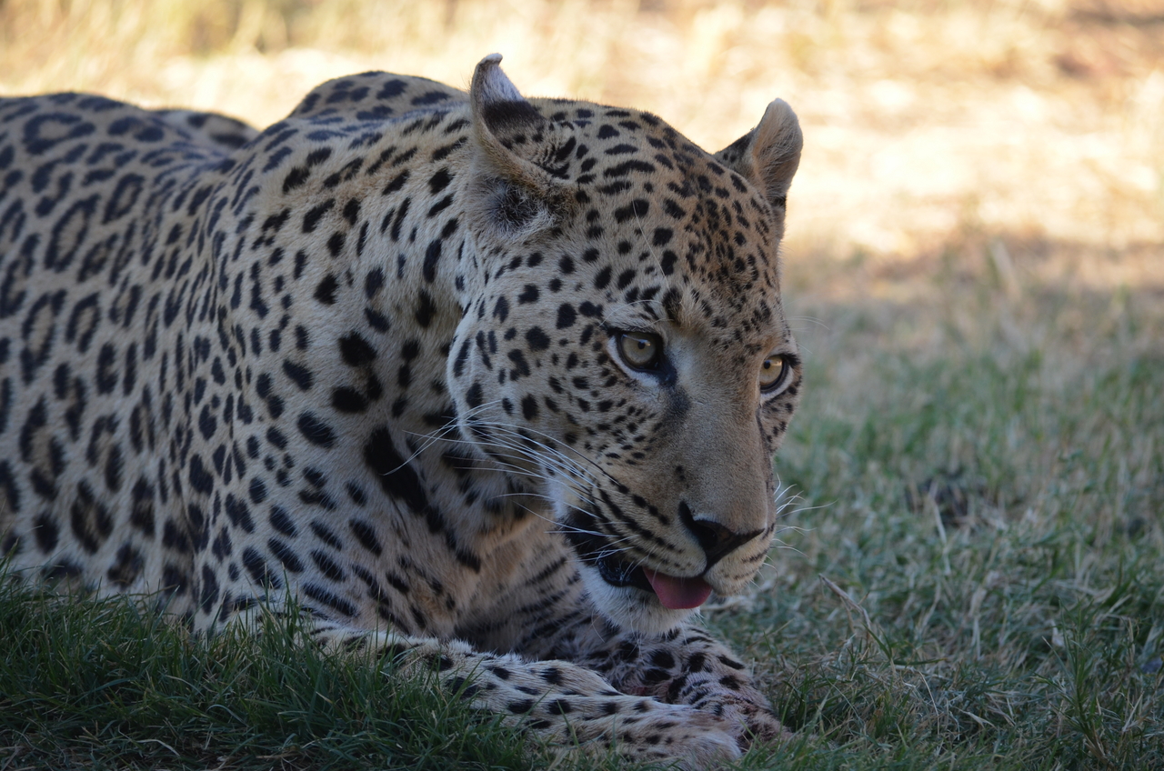 [5106] 2016_06_23_06_40_36_Africa_NIKON_D5100_IMG__00084.jpg