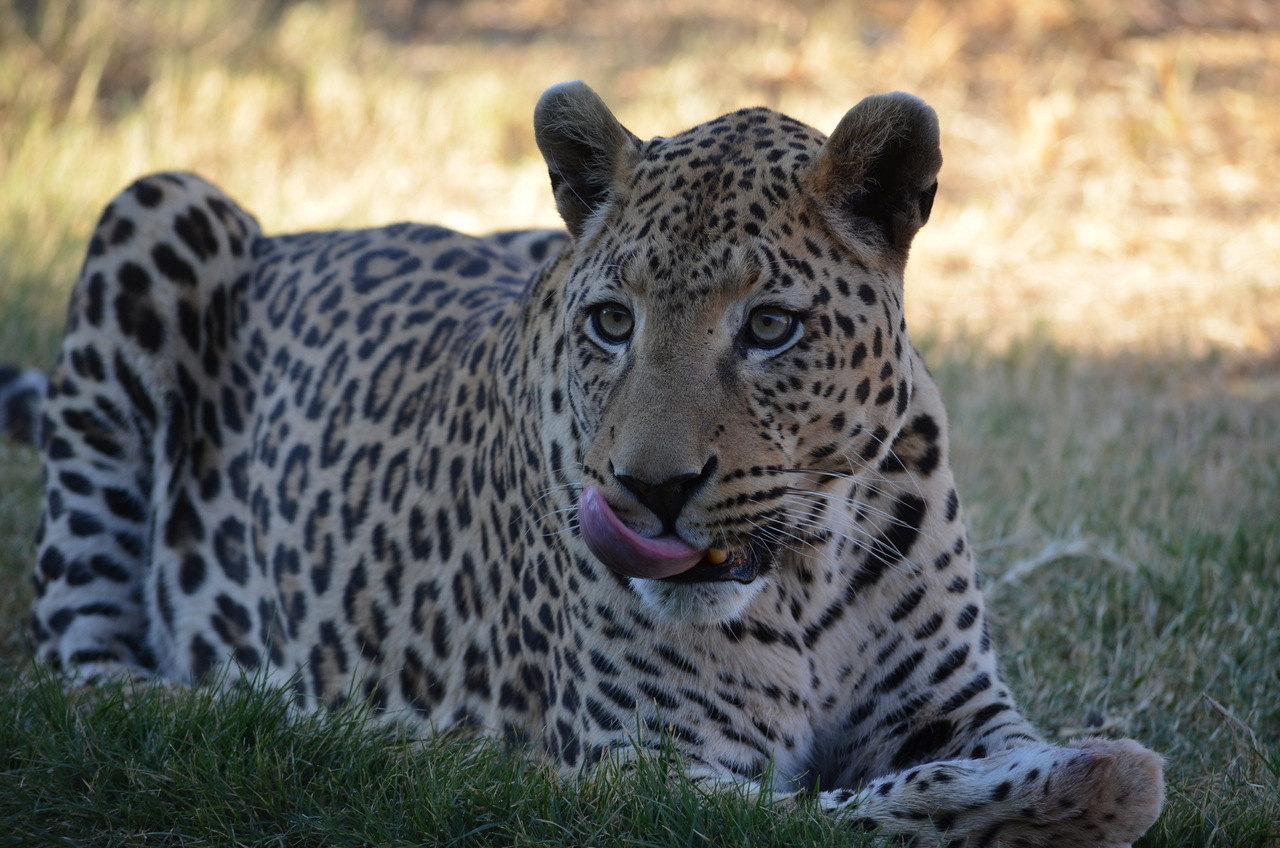 [5110] 2016_06_23_06_42_06_Africa_NIKON_D5100_IMG__00086.jpg