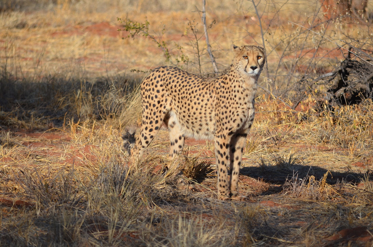 [5119] 2016_06_23_06_59_17_Africa_NIKON_D5100_IMG__04711.jpg