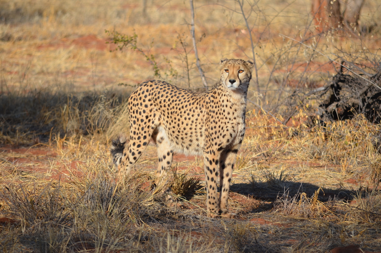 [5121] 2016_06_23_06_59_18_Africa_NIKON_D5100_IMG__04712.jpg
