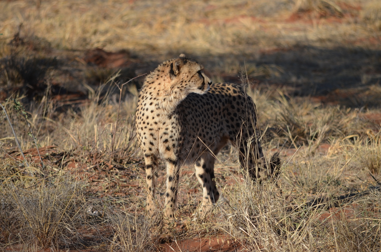 [5123] 2016_06_23_06_59_40_Africa_NIKON_D5100_IMG__04713.jpg