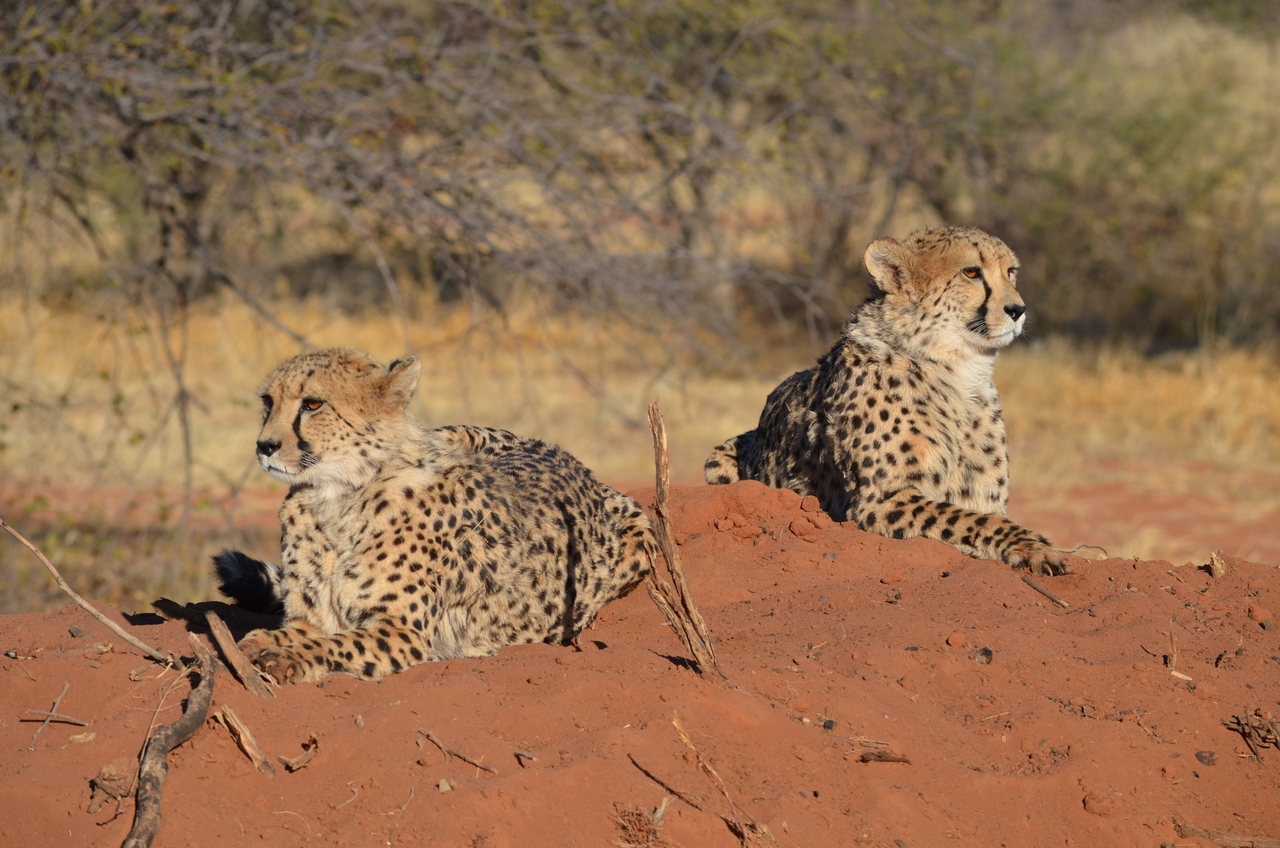 [5126] 2016_06_23_07_02_42_Africa_NIKON_D5100_IMG__00093.jpg