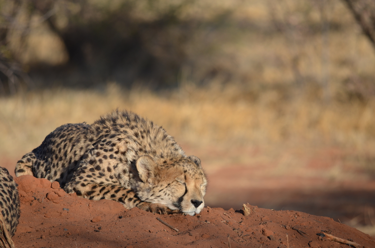 [5137] 2016_06_23_07_20_57_Africa_NIKON_D5100_IMG__04720.jpg