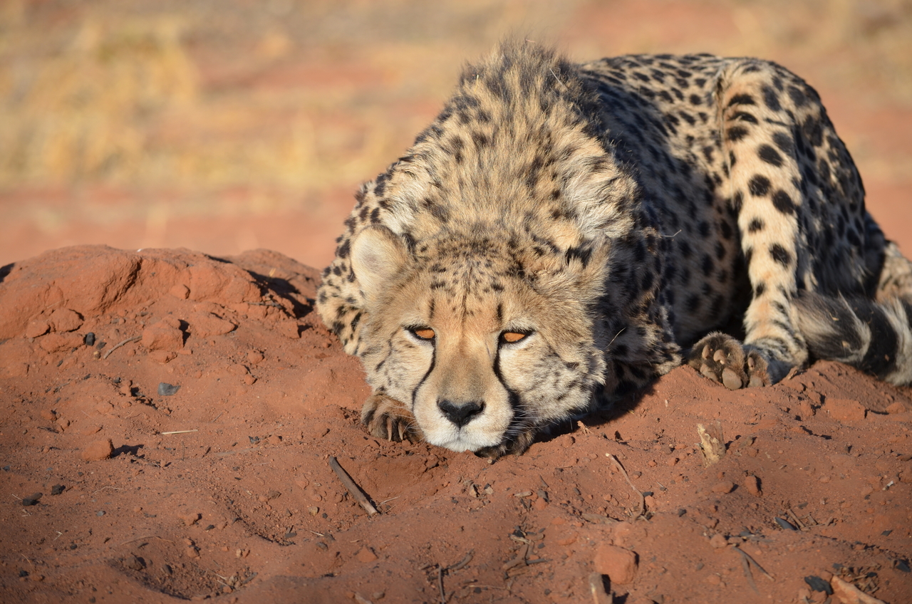 [5138] 2016_06_23_07_22_52_Africa_NIKON_D5100_IMG__00099.jpg