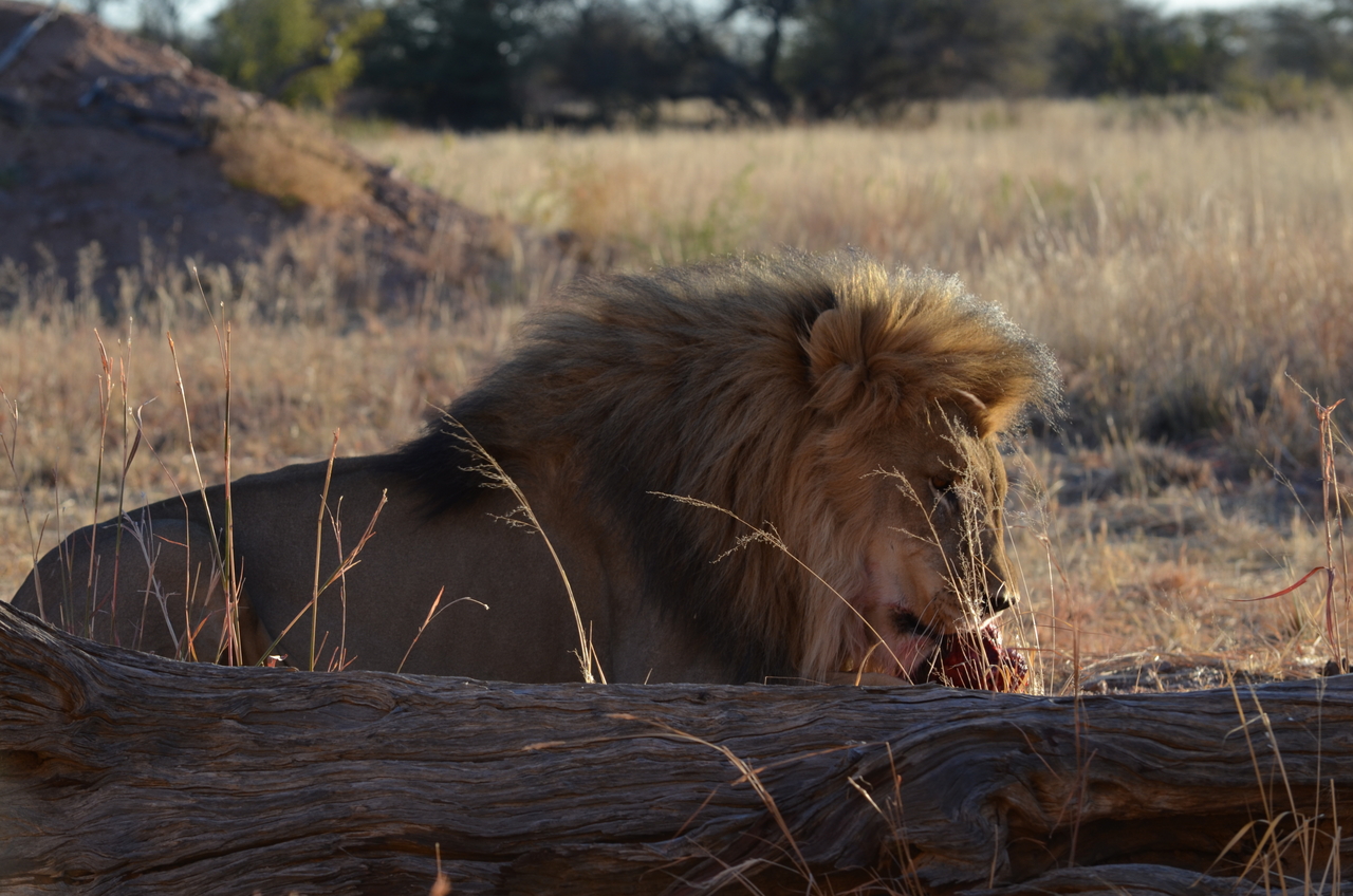 [5154] 2016_06_23_07_51_31_Africa_NIKON_D5100_IMG__00104.jpg