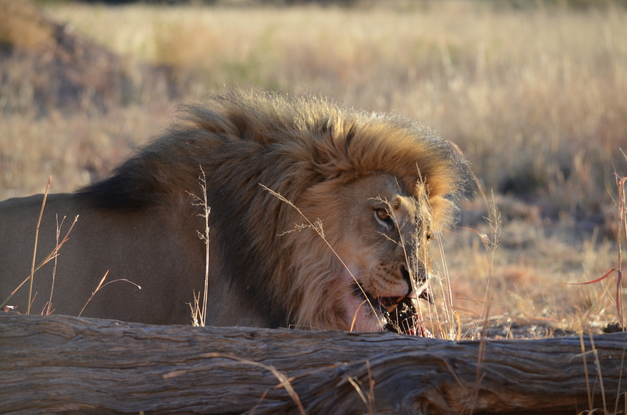 [5156] 2016_06_23_07_52_01_Africa_NIKON_D5100_IMG__00105.jpg