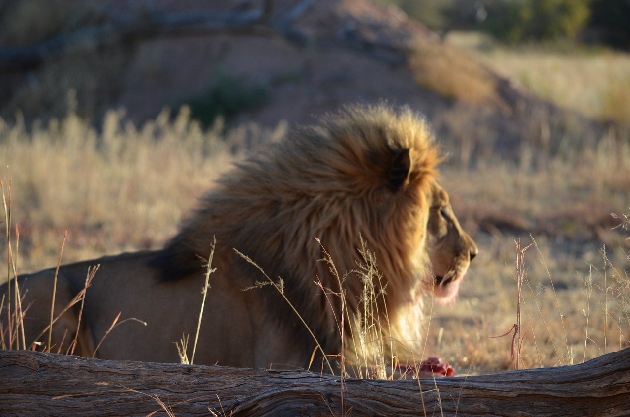 [5173] 2016_06_23_07_55_06_Africa_NIKON_D5100_IMG__04735.jpg