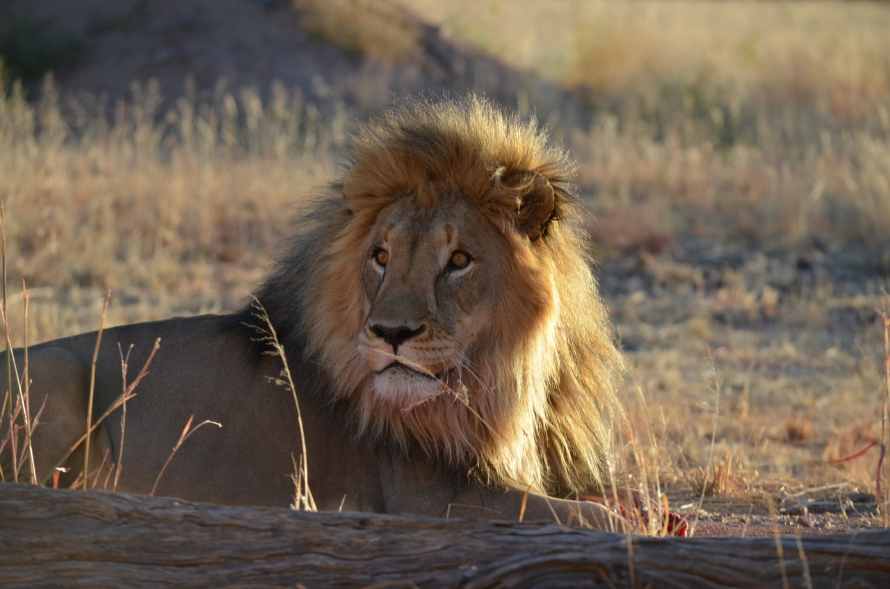 [5179] 2016_06_23_07_57_20_Africa_NIKON_D5100_IMG__04738.jpg