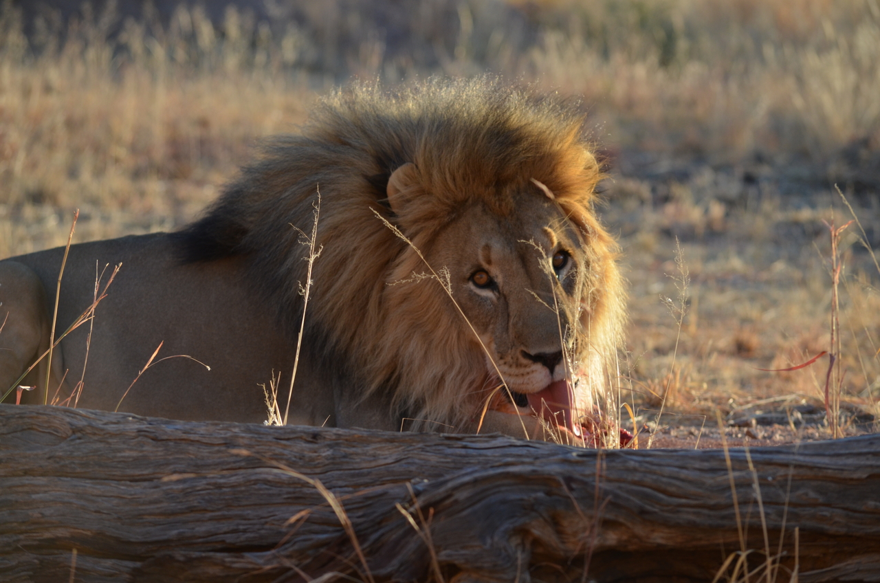 [5183] 2016_06_23_07_57_22_Africa_NIKON_D5100_IMG__04740.jpg