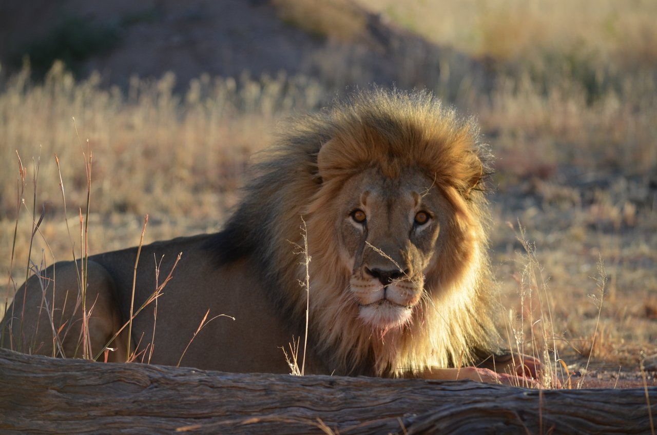 [5185] 2016_06_23_07_57_26_Africa_NIKON_D5100_IMG__04741.jpg