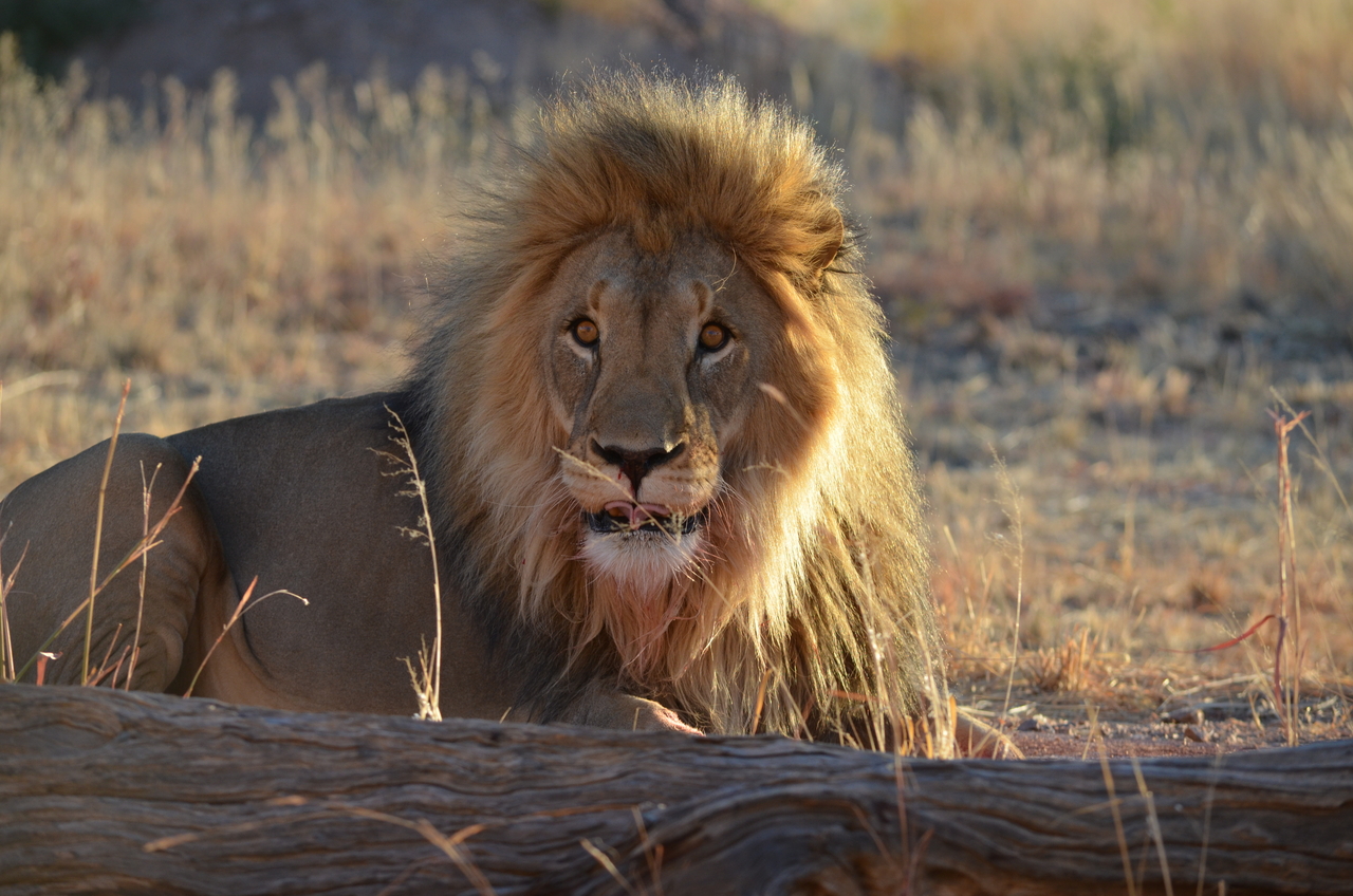 [5196] 2016_06_23_07_59_16_Africa_NIKON_D5100_IMG__00125.jpg