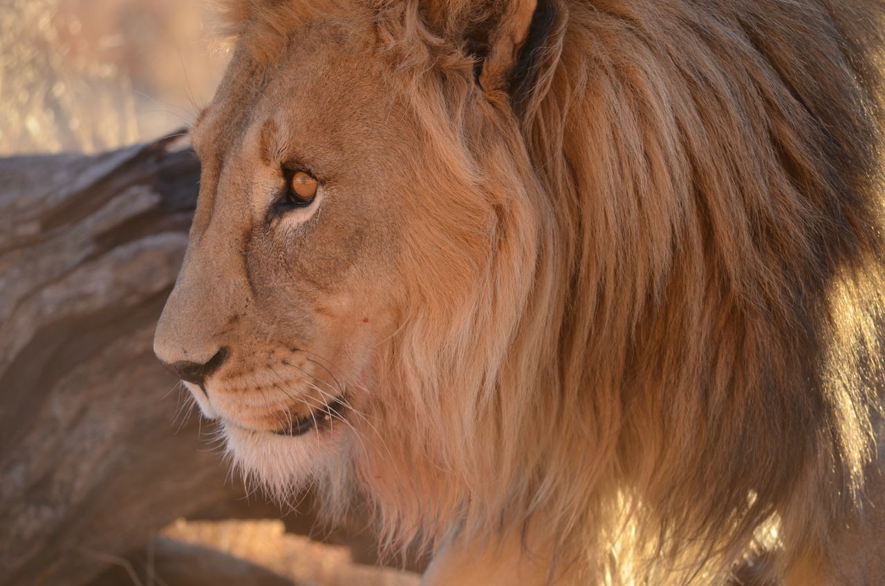 [5224] 2016_06_23_08_02_49_Africa_NIKON_D5100_IMG__00139.jpg