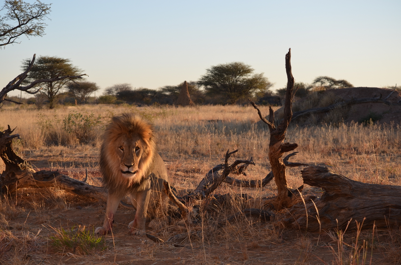 [5238] 2016_06_23_08_04_33_Africa_NIKON_D5100_IMG__00146.jpg