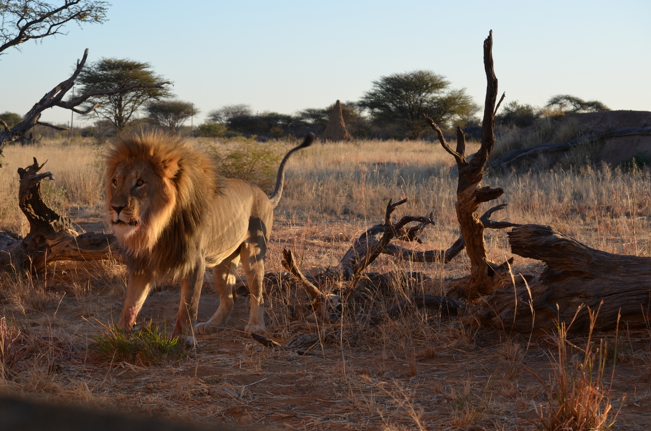 [5248] 2016_06_23_08_05_21_Africa_NIKON_D5100_IMG__00151.jpg
