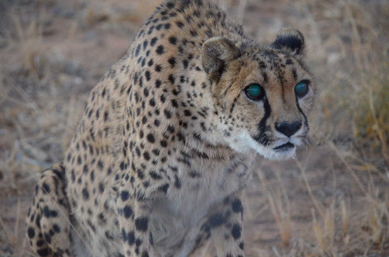 [5252] 2016_06_23_08_38_29_Africa_NIKON_D5100_IMG__00153.jpg