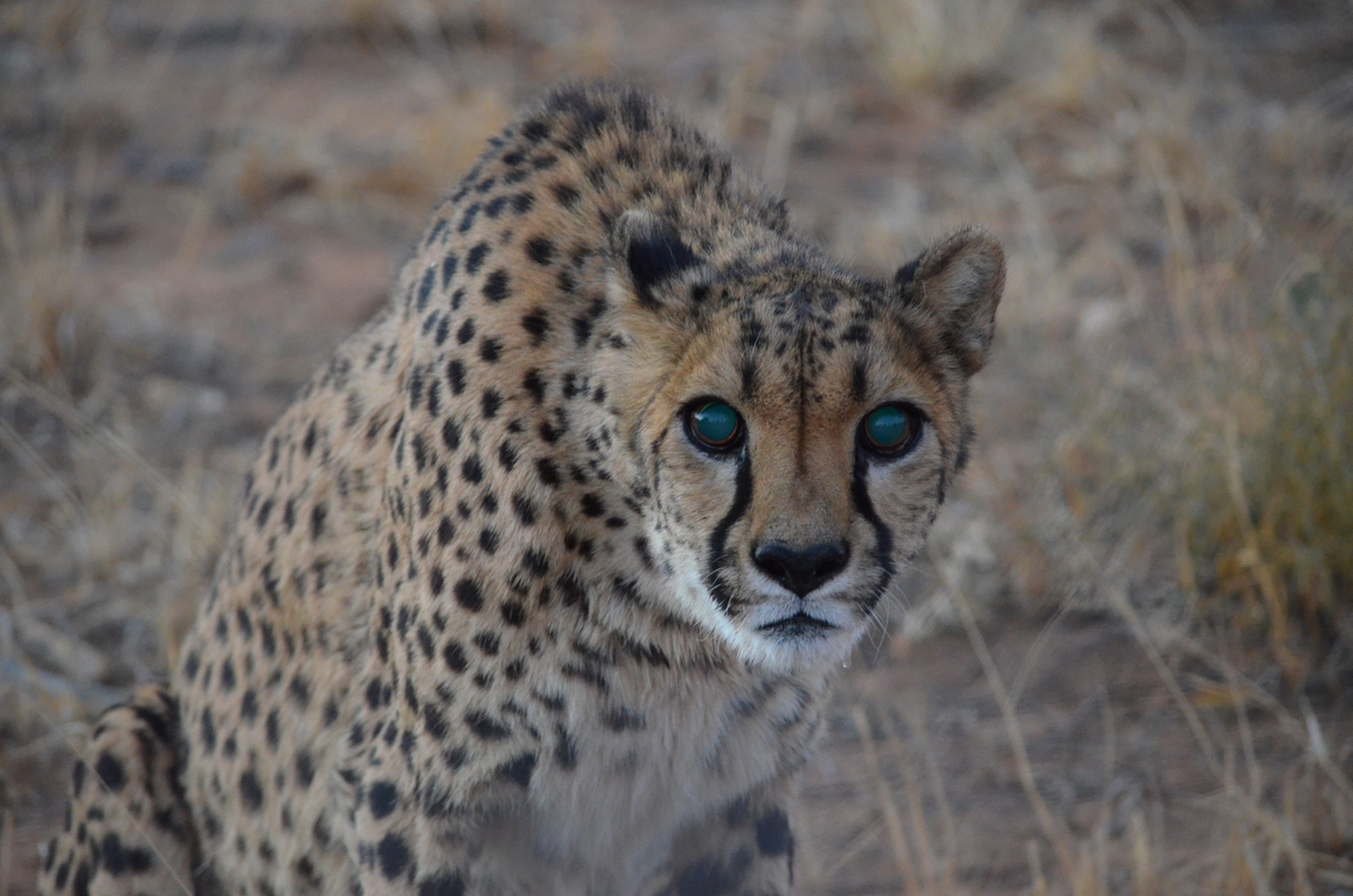 [5255] 2016_06_23_08_38_31_Africa_NIKON_D5100_IMG__04776.jpg