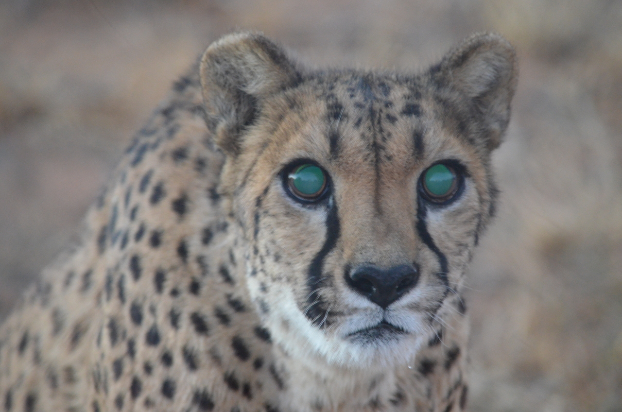 [5261] 2016_06_23_08_38_48_Africa_NIKON_D5100_IMG__04779.jpg