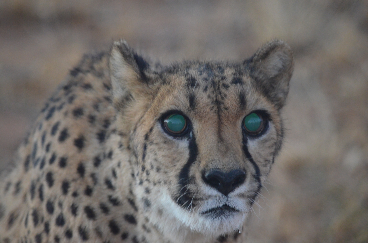 [5263] 2016_06_23_08_38_50_Africa_NIKON_D5100_IMG__04780.jpg