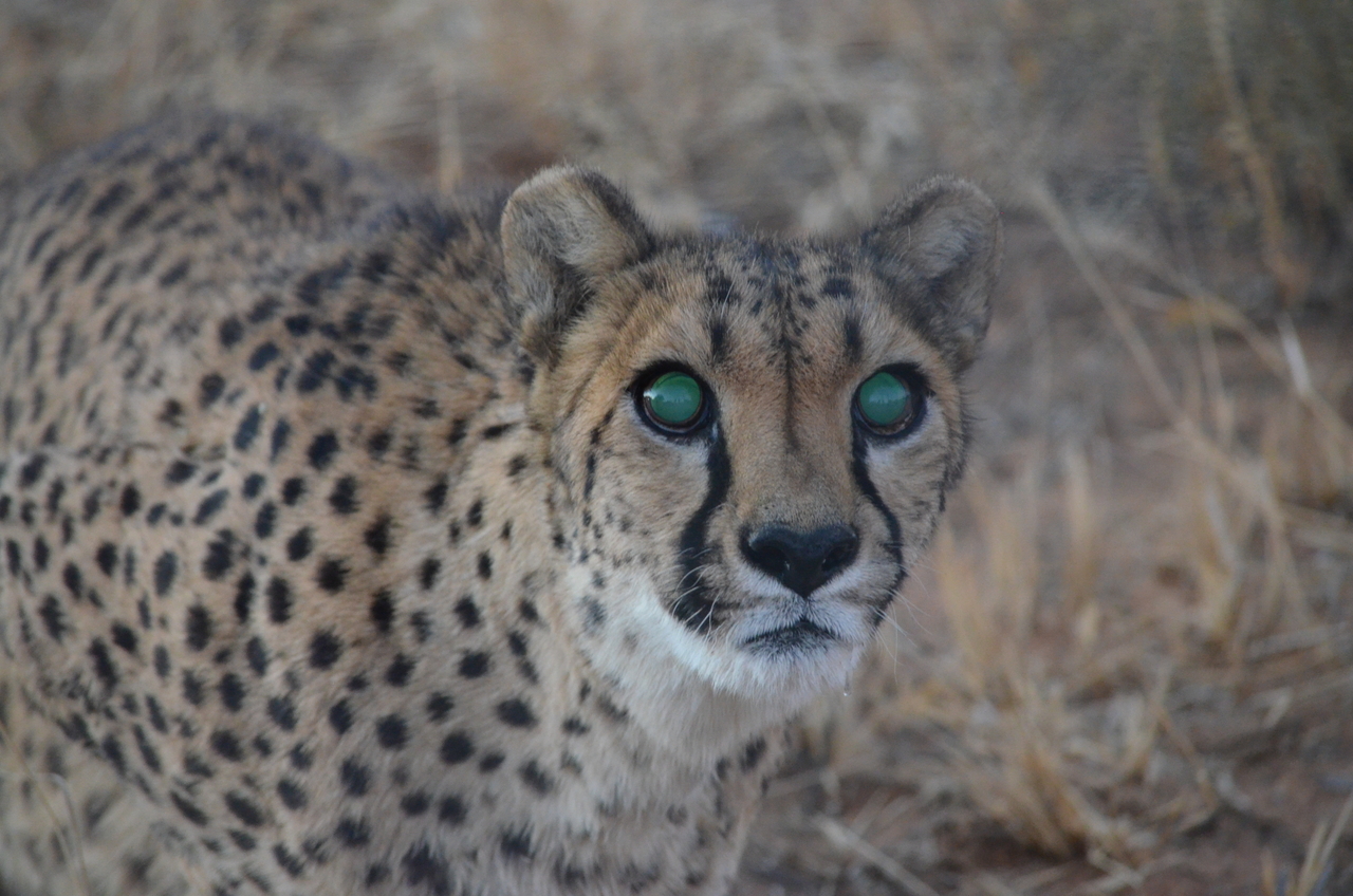 [5264] 2016_06_23_08_39_07_Africa_NIKON_D5100_IMG__00159.jpg