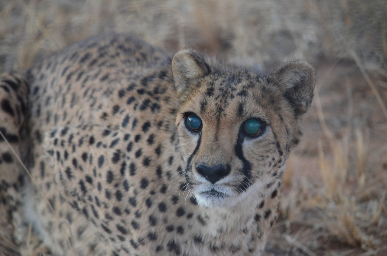 [5267] 2016_06_23_08_39_10_Africa_NIKON_D5100_IMG__04782.jpg