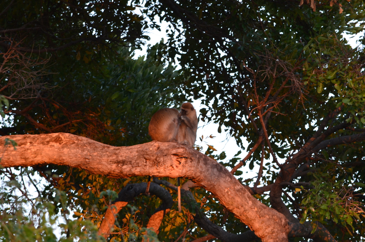 [17338] 2016_06_27_21_16_03_Africa_NIKON_D5100_IMG__04952.jpg