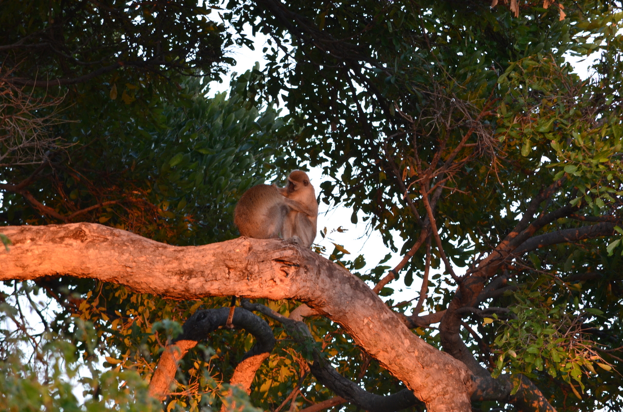 [17340] 2016_06_27_21_16_39_Africa_NIKON_D5100_IMG__04953.jpg