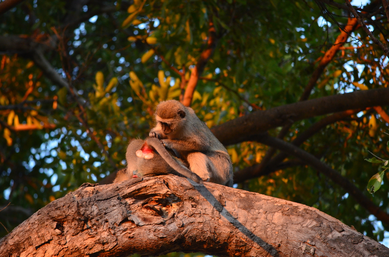 [17341] 2016_06_27_21_18_37_Africa_NIKON_D5100_IMG__00332.jpg
