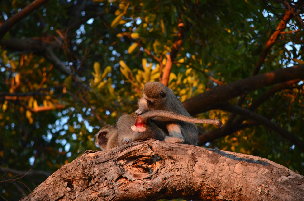 [17344] 2016_06_27_21_19_32_Africa_NIKON_D5100_IMG__04955.jpg