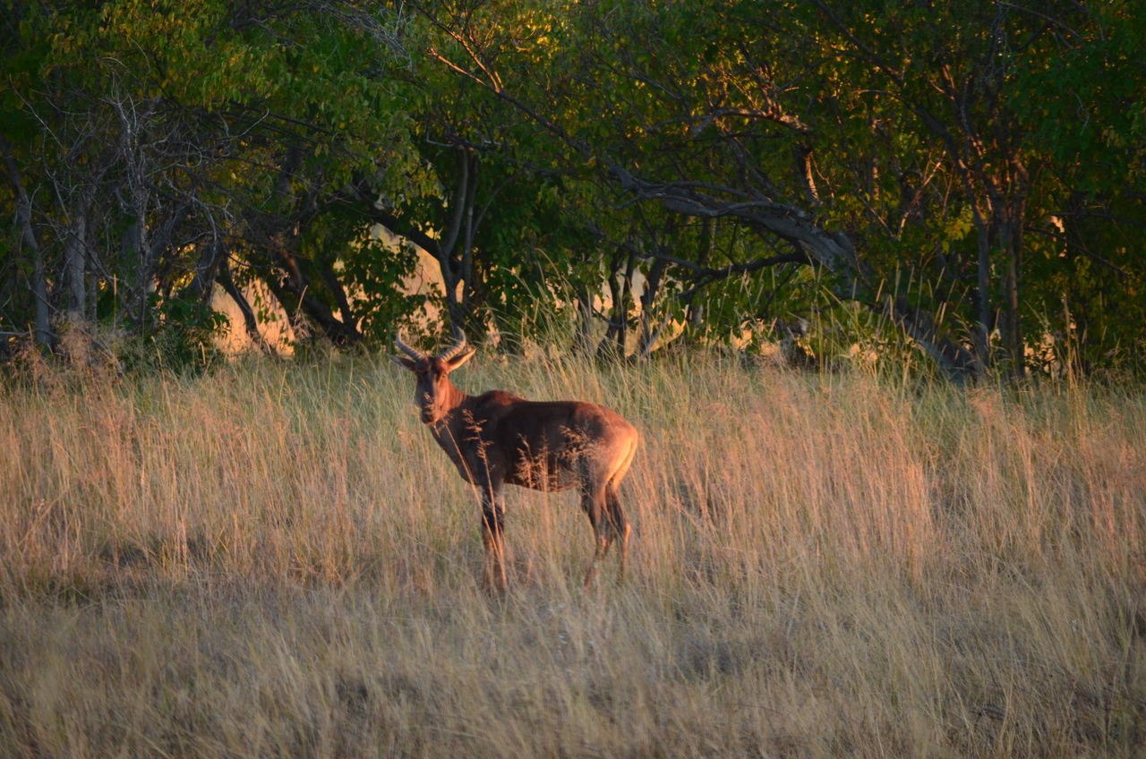 [17346] 2016_06_27_21_23_12_Africa_NIKON_D5100_IMG__04956.jpg