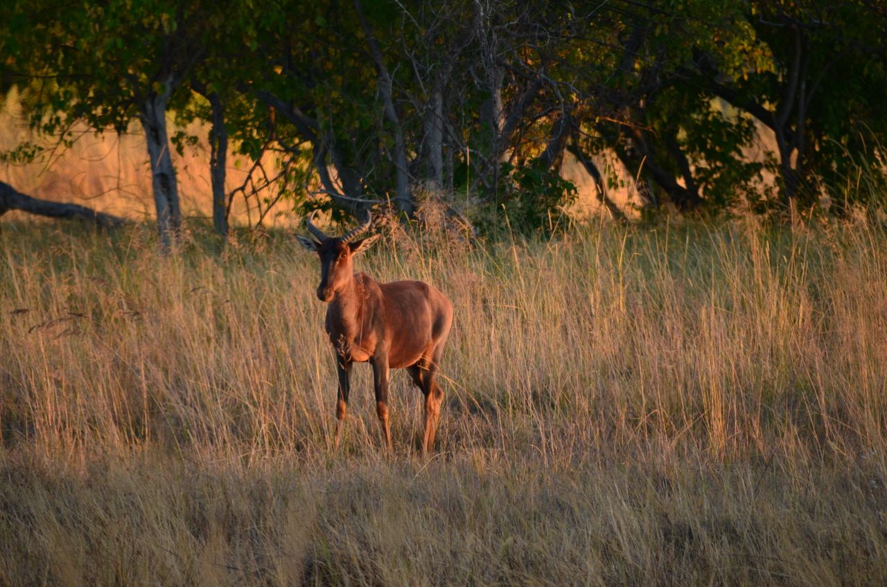 [17351] 2016_06_27_21_25_13_Africa_NIKON_D5100_IMG__00337.jpg