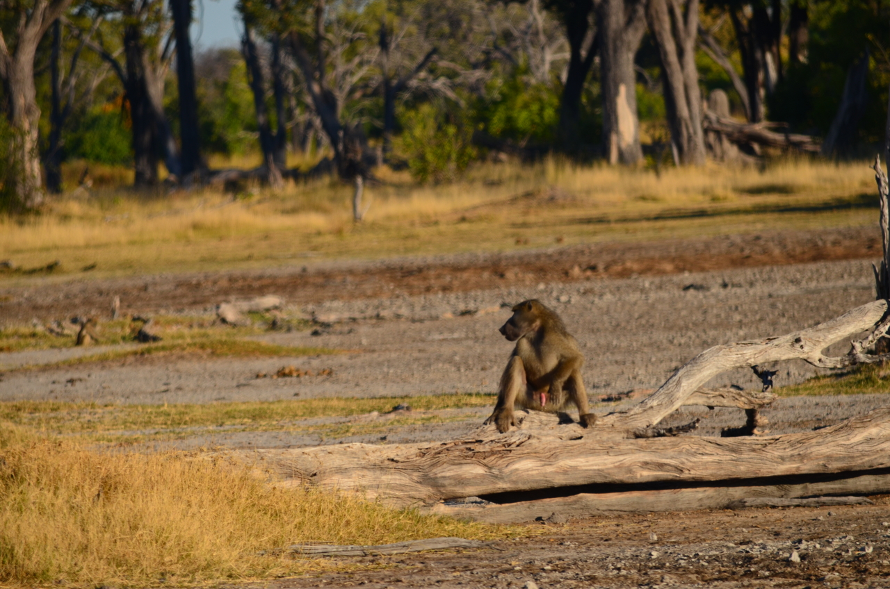 [17353] 2016_06_27_22_09_11_Africa_NIKON_D5100_IMG__00338.jpg