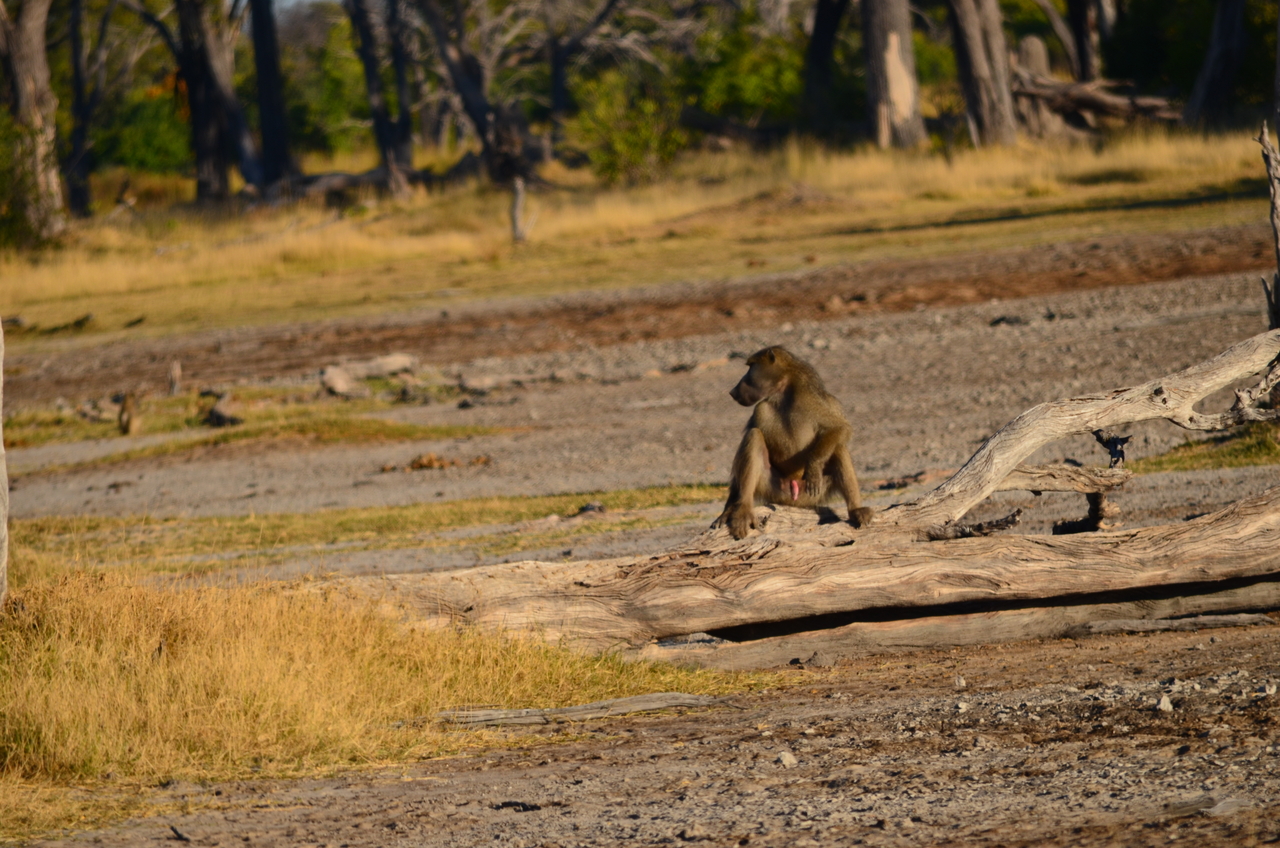 [17356] 2016_06_27_22_09_16_Africa_NIKON_D5100_IMG__04961.jpg