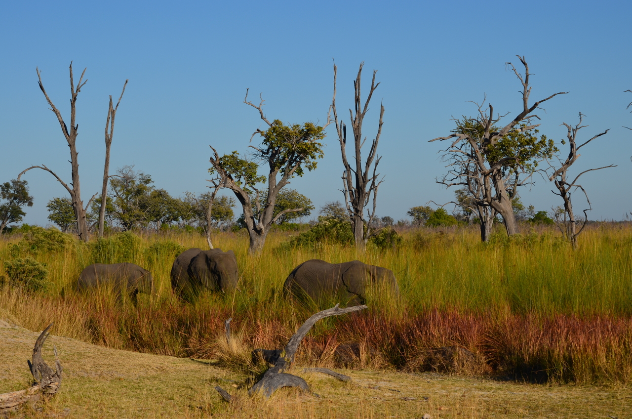 [17361] 2016_06_27_22_26_26_Africa_NIKON_D5100_IMG__00342.jpg
